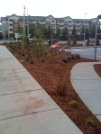 woodinville commercial property structural aesthetic landscape wetland buffer border to street